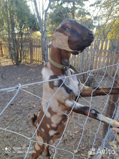 Англо нубийский козел на вязку