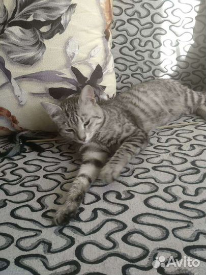 Кот на вязку