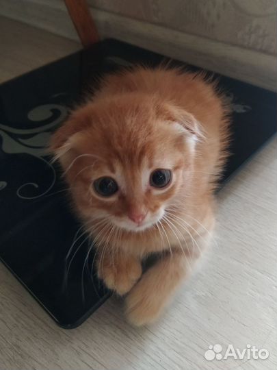 Рыжий котенок мальчик