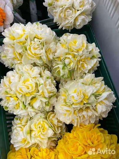 Цветы нарциссы