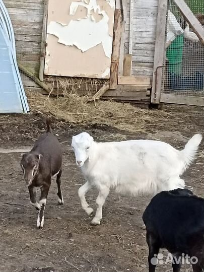 Козы ламанча