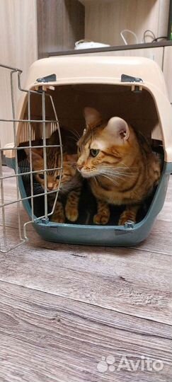 Аренда переноски для кошек и маленьких собак