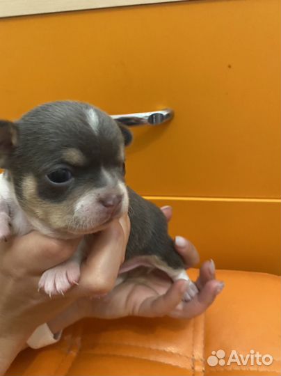 Щенки чихуахуа