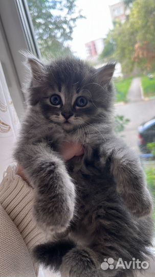 Сибирские котята