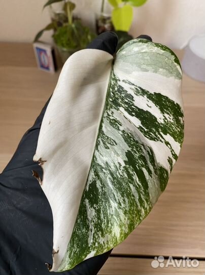 Ароидные монстера Альба