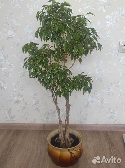 Фикус Бенджамина Кинки