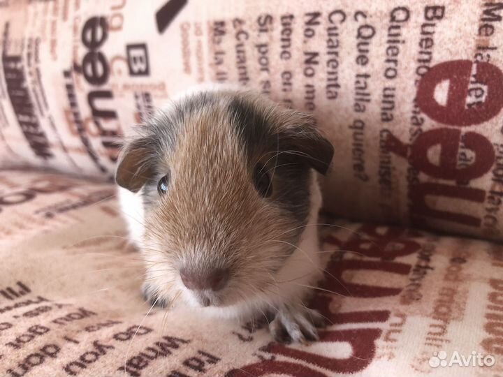 Морская свинка