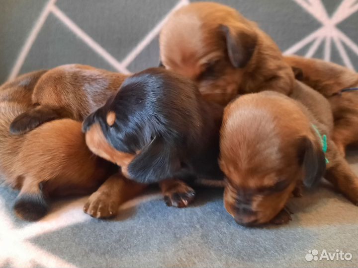 Такса стандартная гладкошерстная