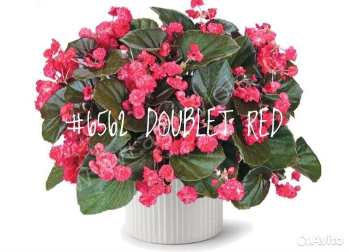 Бегония (Begonia) Вечноцветущая Полуампельная