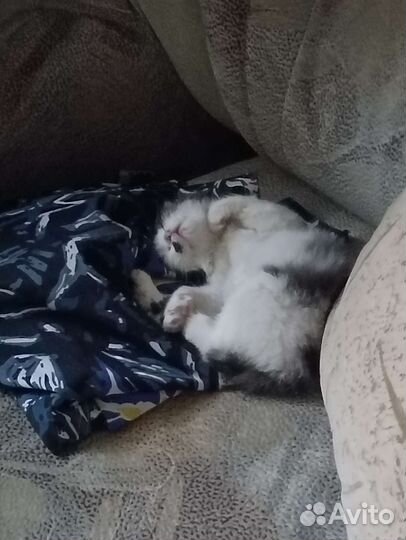 Кошка в дар бесплатно