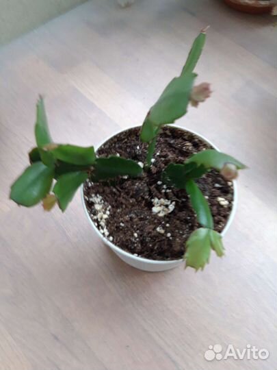 Декабрист шлюмбергера