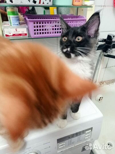 Котята мейн-кун