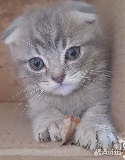 Шотландская вислоухая