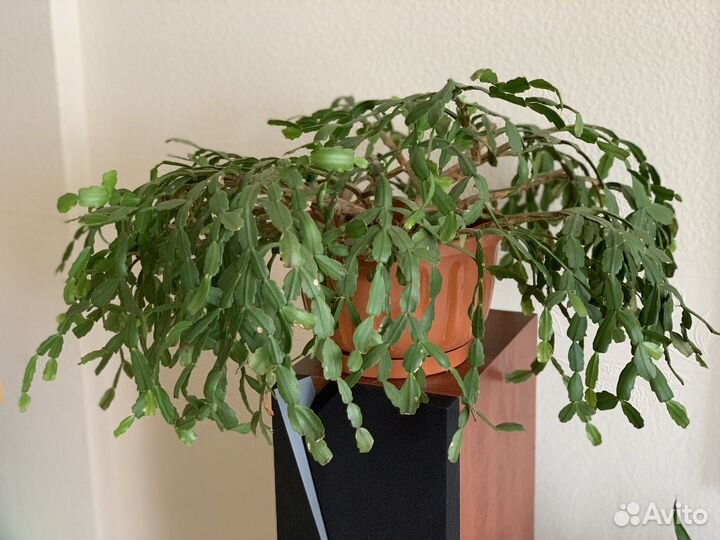 Декабрист шлюмбергера