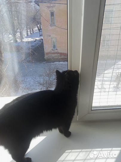 Кошка умница