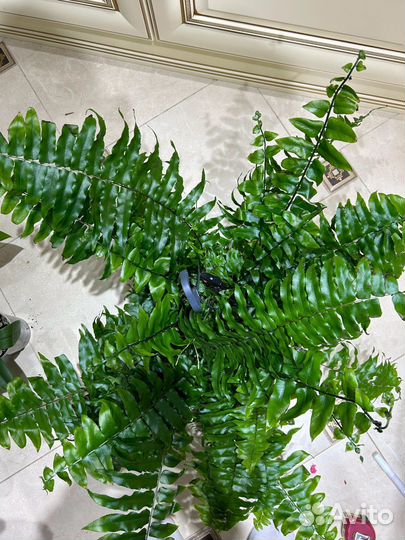 Папоротник мачо