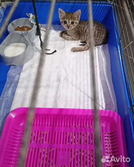 Кошка в дар бесплатно