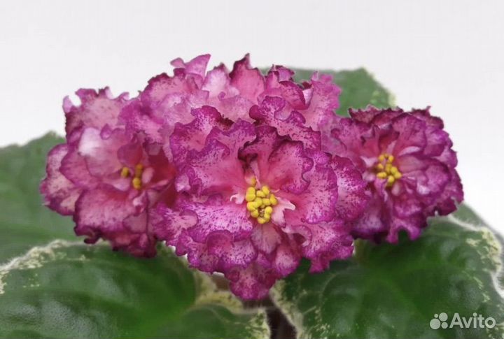 Излишки деток сортовых фиалок