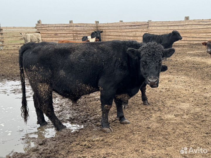 Бычки и телки