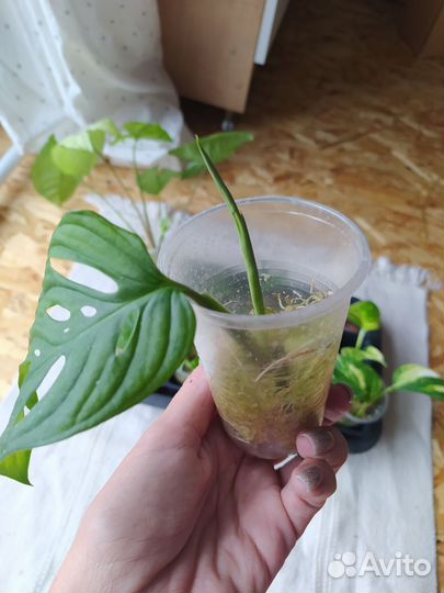 Сциндапсус, филодендрон, монстера манки лиф