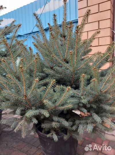 Ель 1.5м