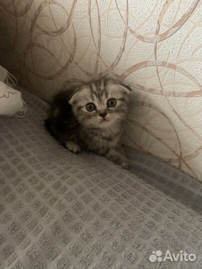 Шотландская вислоухая кошечка и мальчик