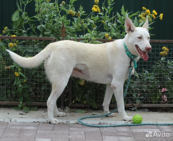 Швейцарская овчарка