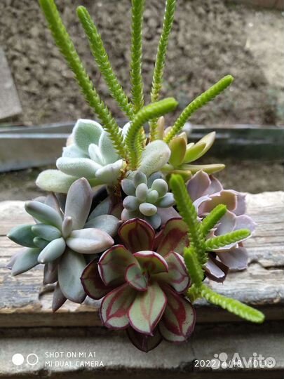 Суккуленты