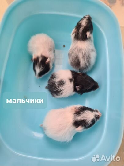 Сирийские хомяки из питомника