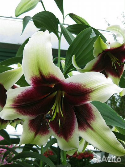 Многолетние цветы для сада