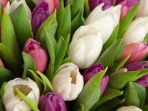 101 тюльпан букет цветы