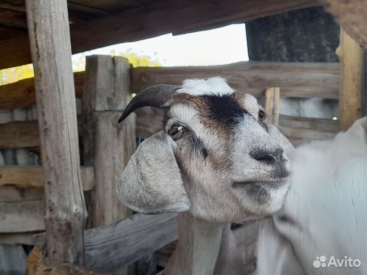 Альпийский козлик