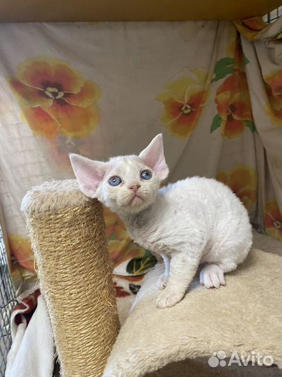 Девон-рекс кошка