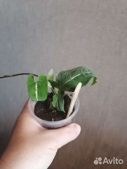 Сингониумы