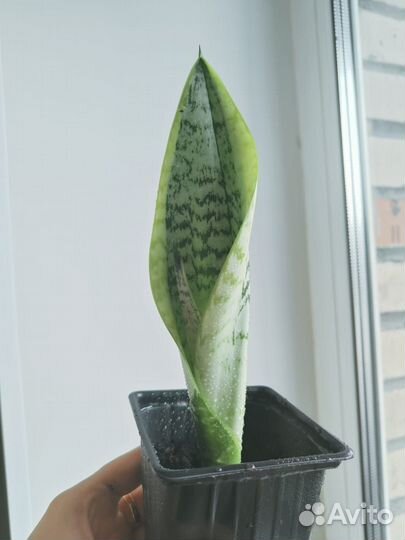 Сансевиерия щучий хвост тещин язык