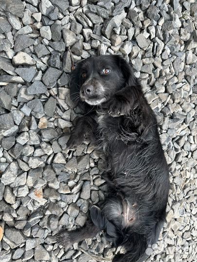 Собака в добрые руки