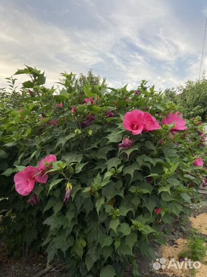 Гибискус Гигантский малиновый, зкс в горшке
