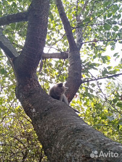 Котята в дар бесплатно