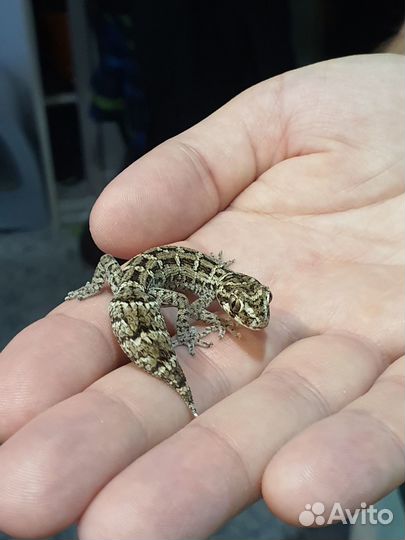 Гадюковый геккон