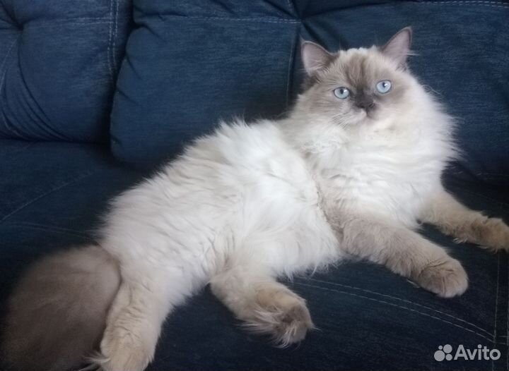 Гималайская кошка