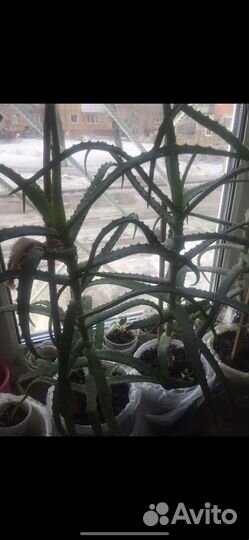 Алоэ 5 летний лечебный древовидный столетник