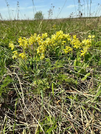 Участок 6 сот. (ИЖС)