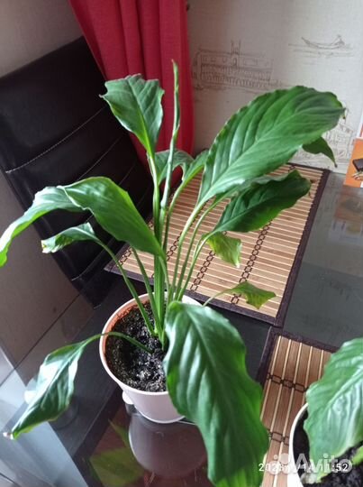 Спатифиллум