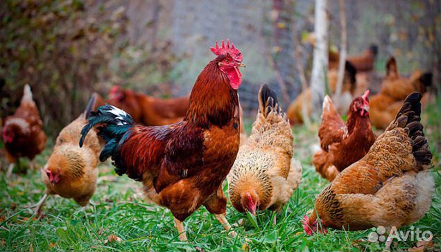 Бройлеры цыплята курочки несушки куры петушки пету