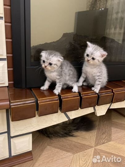 Шотландские котята
