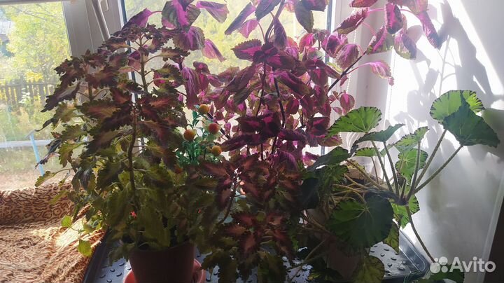 Домашние цветы взрослые