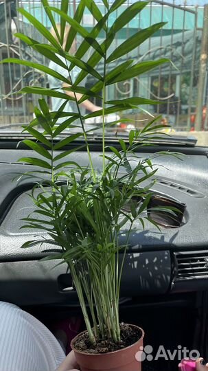 Диффенбахия