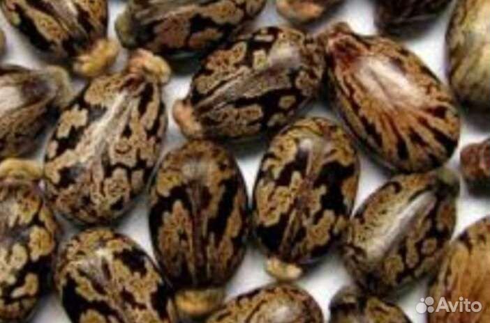 Клещевина семена