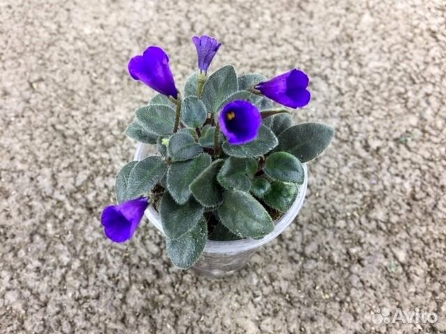 Фиалки 52 сорта