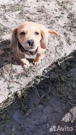 Щенок полупородистый бесплатно